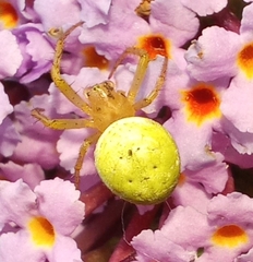 Araniella cucurbitina