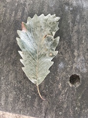 Quercus montana