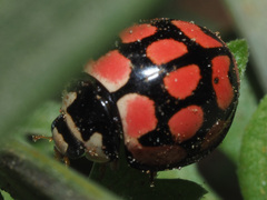 Cheilomenes lunata