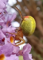 Araniella cucurbitina