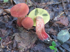 Boletus fraternus