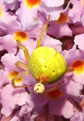 Araniella cucurbitina