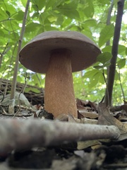 Tylopilus rubrobrunneus