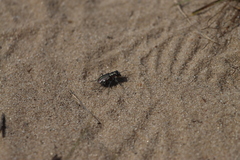 Cicindela scutellaris