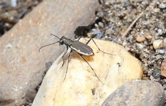 Cicindela marginipennis