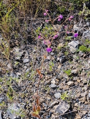 Mirabilis viscosa