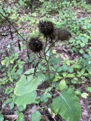 Arctium lappa