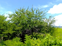Crescentia alata
