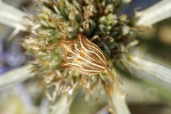 Ancyrosoma leucogrammes