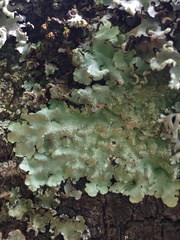 Flavopunctelia flaventior