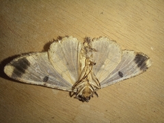 Larentiinae