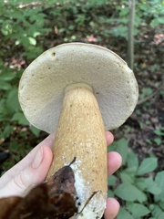 Tylopilus rubrobrunneus