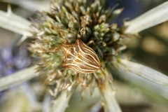 Ancyrosoma leucogrammes