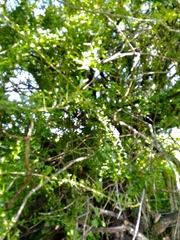 Crescentia alata