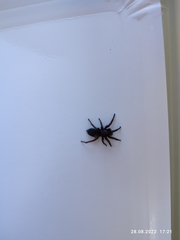 Scotophaeus blackwalli