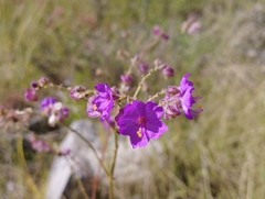 Mirabilis viscosa