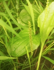 Plantago major