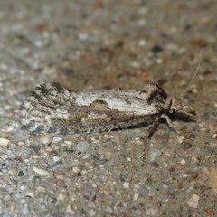 Acrolophus variabilis