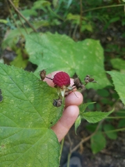 Rubus odoratus