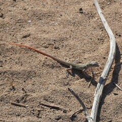 Acanthodactylus schreiberi