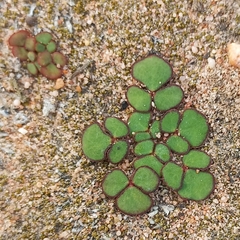 Oxalis pulchella