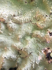 Flavopunctelia flaventior