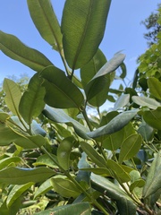 Pimenta racemosa