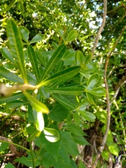 Crescentia alata