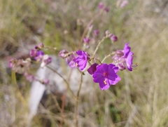 Mirabilis viscosa