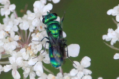 Chrysis derivata