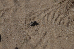 Cicindela scutellaris