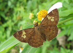 Pseudocoladenia