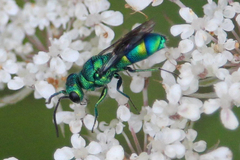 Chrysis derivata