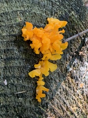 Dacrymycetaceae