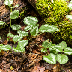 Lamium galeobdolon argentatum