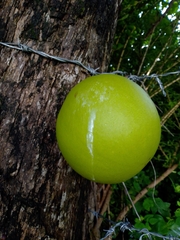 Crescentia alata