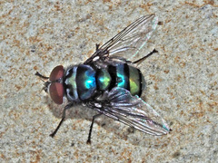 Chrysomya chloropyga