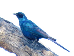Lamprotornis australis