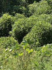 Pueraria montana