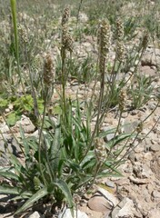 Plantago ovata