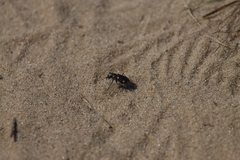 Cicindela scutellaris
