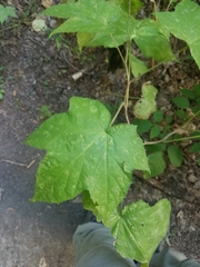 Rubus odoratus