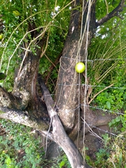 Crescentia alata