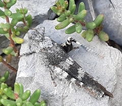 Oedipoda