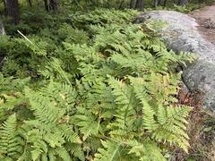 Pteridium aquilinum latiusculum