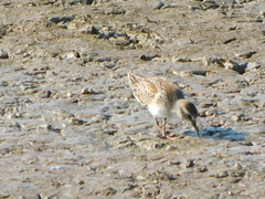 Calidris minutilla