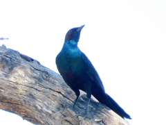 Lamprotornis australis