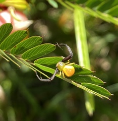 Thomisidae