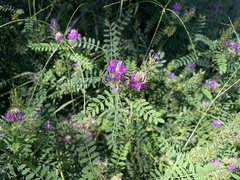 Astragalus davuricus