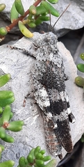 Oedipoda